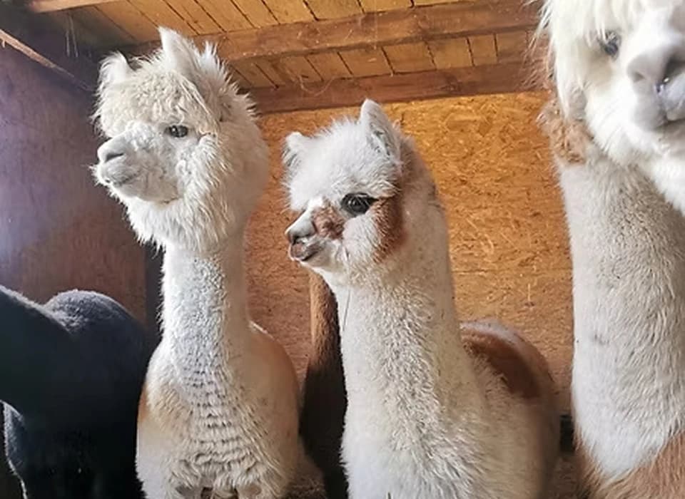 Alpaki w Baśnioborze niedaleko jurt